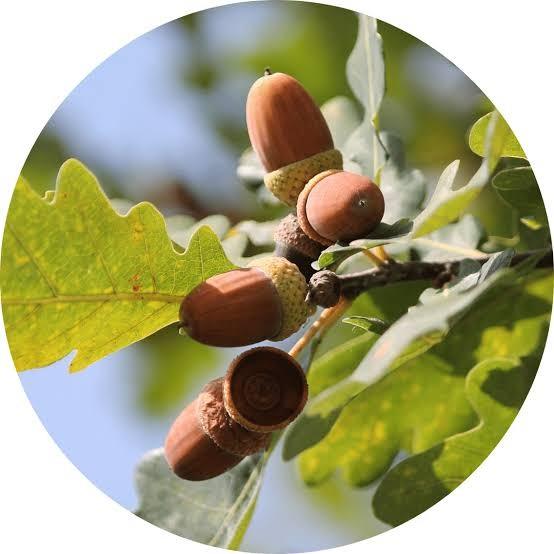 Oak picture 